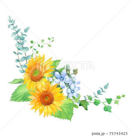 花 向日葵 ひまわり 水彩の写真素材