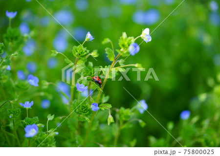 花畑 オオイヌノフグリ 自然 植物の写真素材