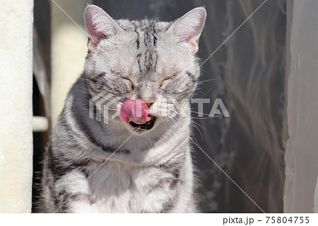 猫 動物 変顔 舌の写真素材