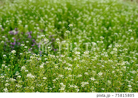 なずなの写真素材