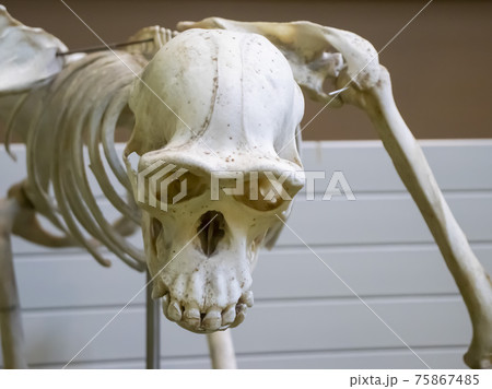 頭蓋骨 骨 頭骨 獣の写真素材