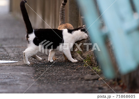 動物 猫 歩く 後ろ姿の写真素材