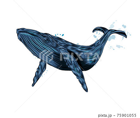 くじら クジラ 鯨 水彩画の写真素材