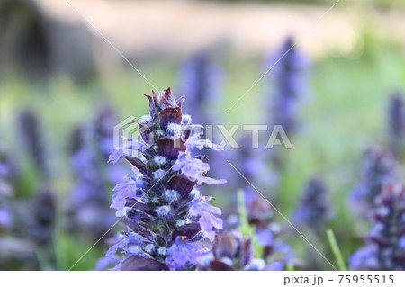 花 アジュガ 花壇 草花 十二単 ガーデニング 春 紫の花の写真素材