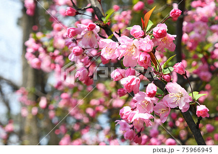 カイドウの花の写真素材