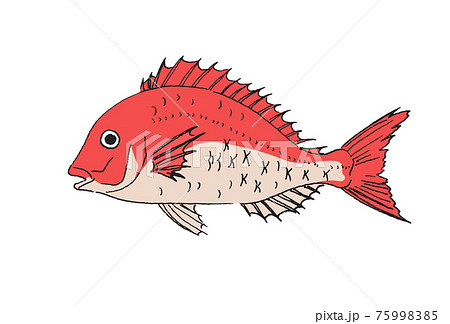 タイ 鯛 のイラスト素材集 ピクスタ