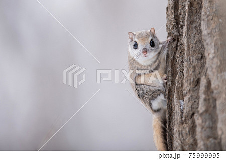 モモンガ エゾモモンガ かわいいの写真素材