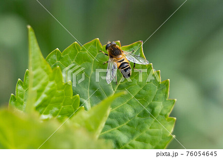 虫 花 アブ 紫陽花の写真素材