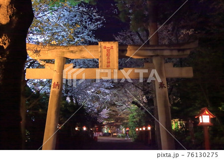 3月末の稲荷神社の夜桜 雨の日のライトアップで幻想的な光景 ー 本当は誰にも教えたくない桜の名所の写真素材