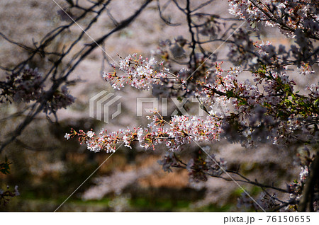 桜 鹿野城跡公園 鳥取の写真素材