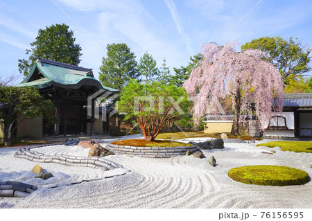 枯山水 桜 春 石庭の写真素材 - PIXTA