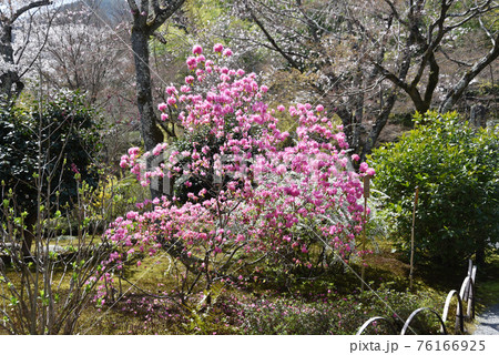 吉野ツツジの写真素材