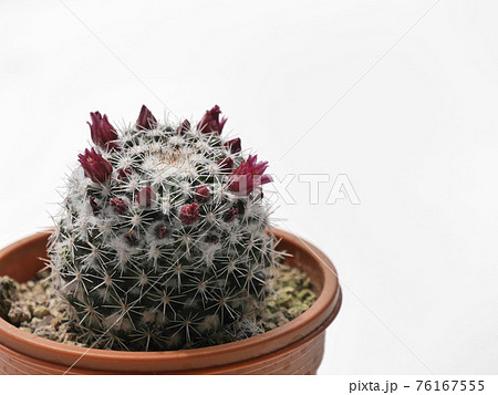 マミラリア サボテンの花 ピンクの花 サボテンの写真素材