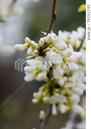 白蘇芳の花 木 すおうの写真素材