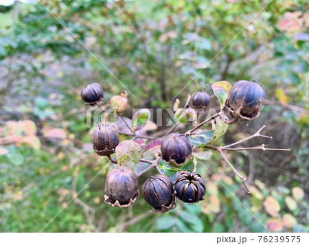 百日紅 サルスベリ さるすべり 種の写真素材