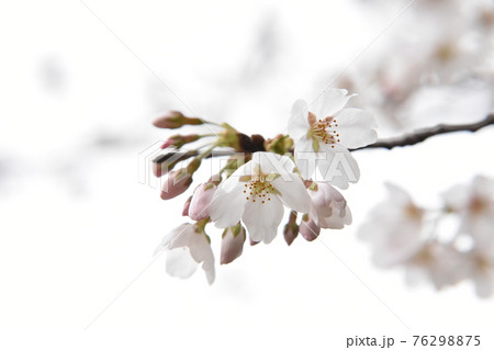 桜の幹 白い幹 美しい桜 ソメイヨシノの写真素材