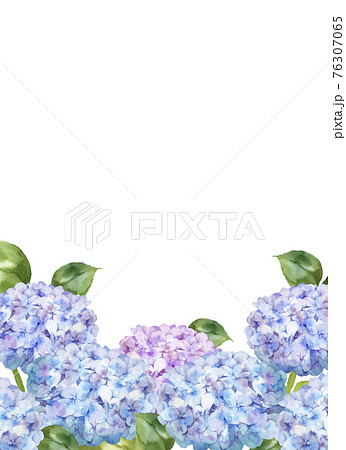 紫陽花 水彩 フレーム 枠のイラスト素材