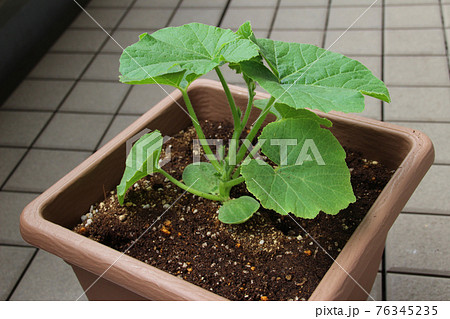 かぼちゃ 苗 家庭菜園 栽培の写真素材