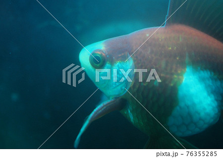 魚 小魚 泳ぐ 波紋の写真素材