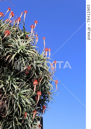 多肉植物の赤い花の写真素材