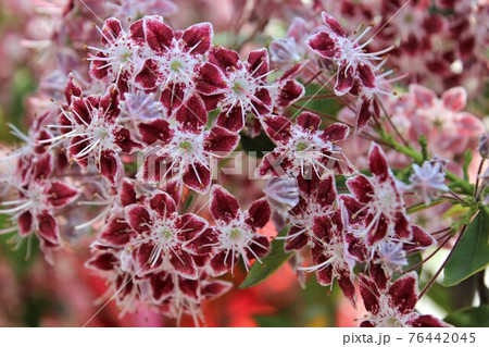 カルミアの花の写真素材