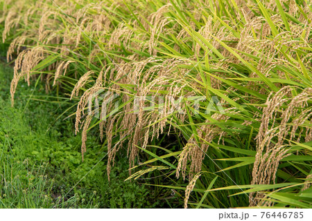 首を垂れる稲穂 稲穂の写真素材