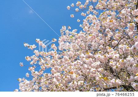 八重桜の写真素材