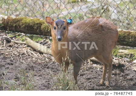 キョン 動物の写真素材