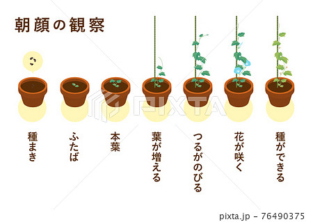 観察日記のイラスト素材