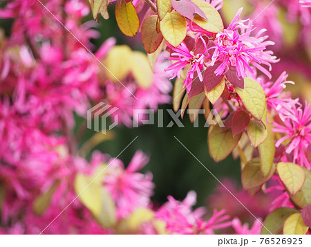 ショッキングピンク色の花の写真素材 ショッキングピンク色の花の写真素材