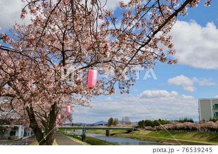 須賀川桜街道の写真素材