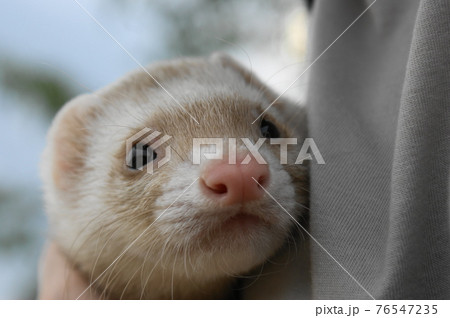 フェレットの写真素材集 ピクスタ