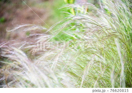 エンジェルヘアー 自然 背景 植物の写真素材