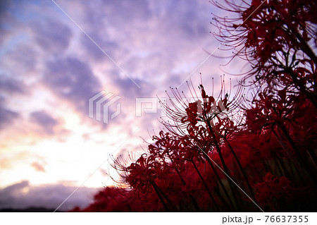 彼岸花 地獄 幻想的 花の写真素材