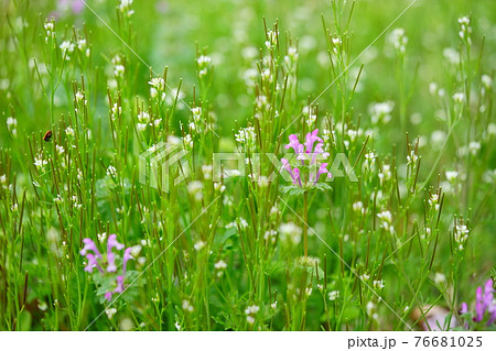 山野草 野の花 ピンク 春の写真素材