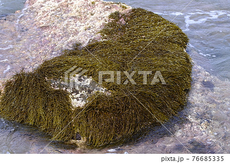 岩場 海藻 ヒジキ 自然の写真素材 岩場 海藻 ヒジキ 自然の写真素材