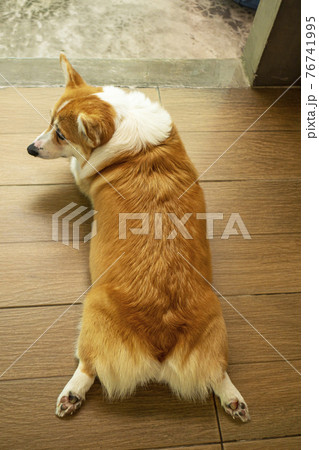 コーギー 犬 動物 おしりの写真素材