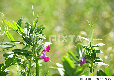 エンドウの花の写真素材 エンドウの花の写真素材