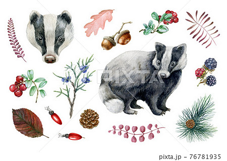 アナグマのイラスト素材