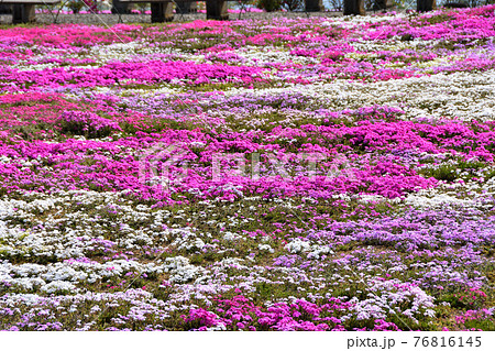 シバザクラ種の写真素材