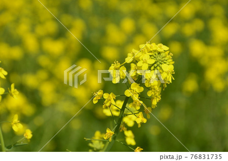 油菜の写真素材