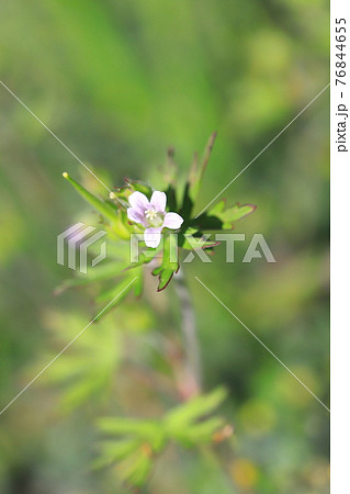 薄紫の花 雑草の写真素材