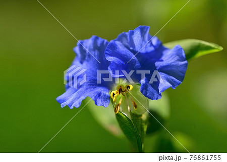 藍色の花の写真素材