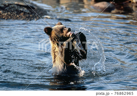 動物 鮭 熊 ヒグマの写真素材