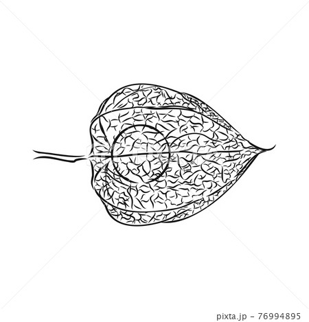 ホオズキのイラスト素材