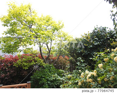 カナメ 木の写真素材