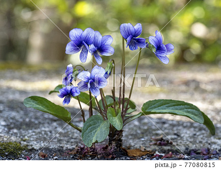 すみれの花の写真素材