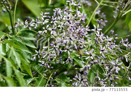 センダン 木の写真素材 - PIXTA