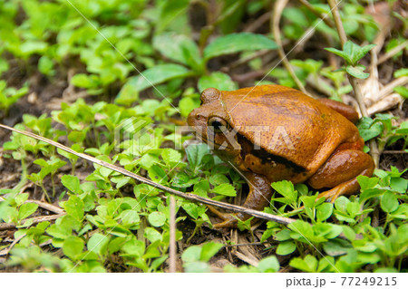 カエル 動物 茶色 小さいの写真素材