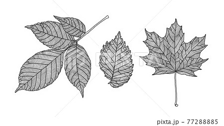 白黒 黒白 葉脈 葉のイラスト素材